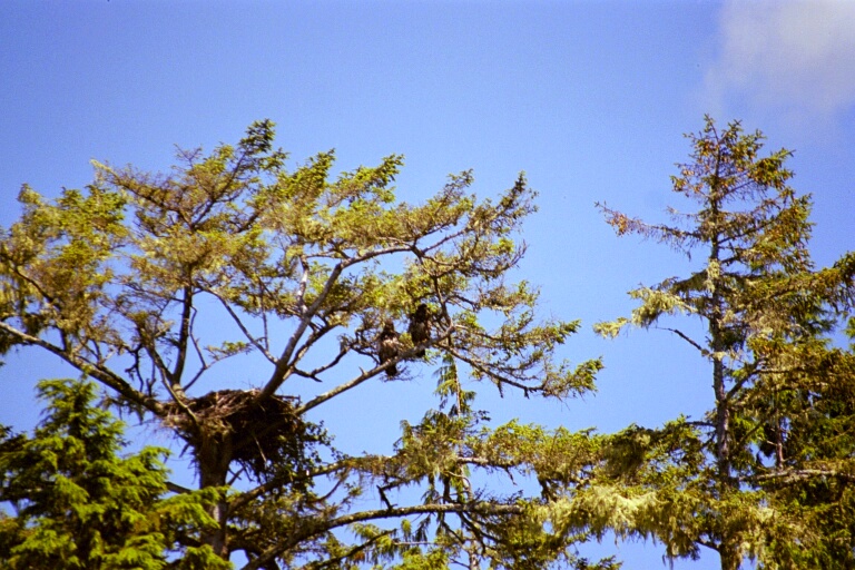 Bald Eagle 3