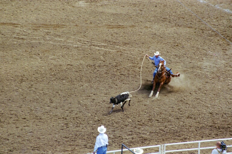 Tie-Down Roping 1