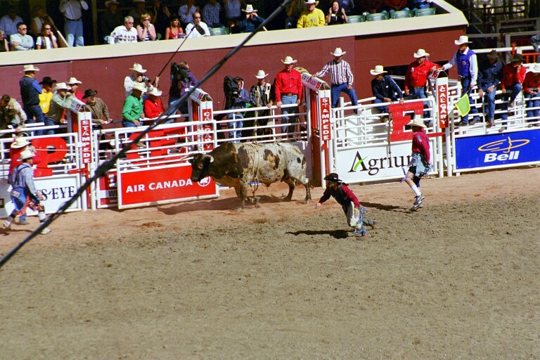Bull Riding 3