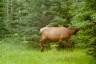 Elk's 1