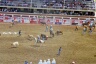 Tie-Down Roping 5