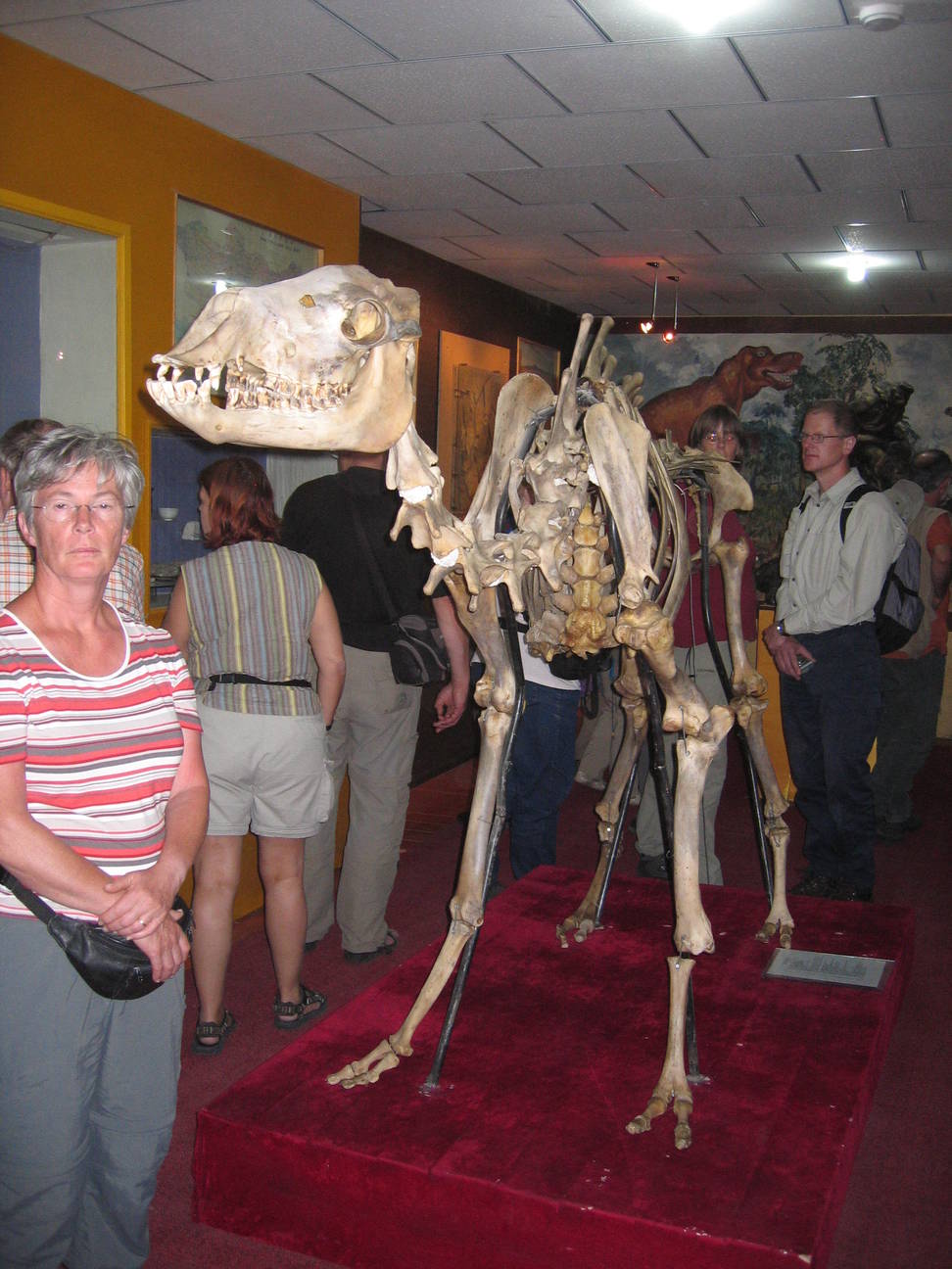 Saurier Museum 6