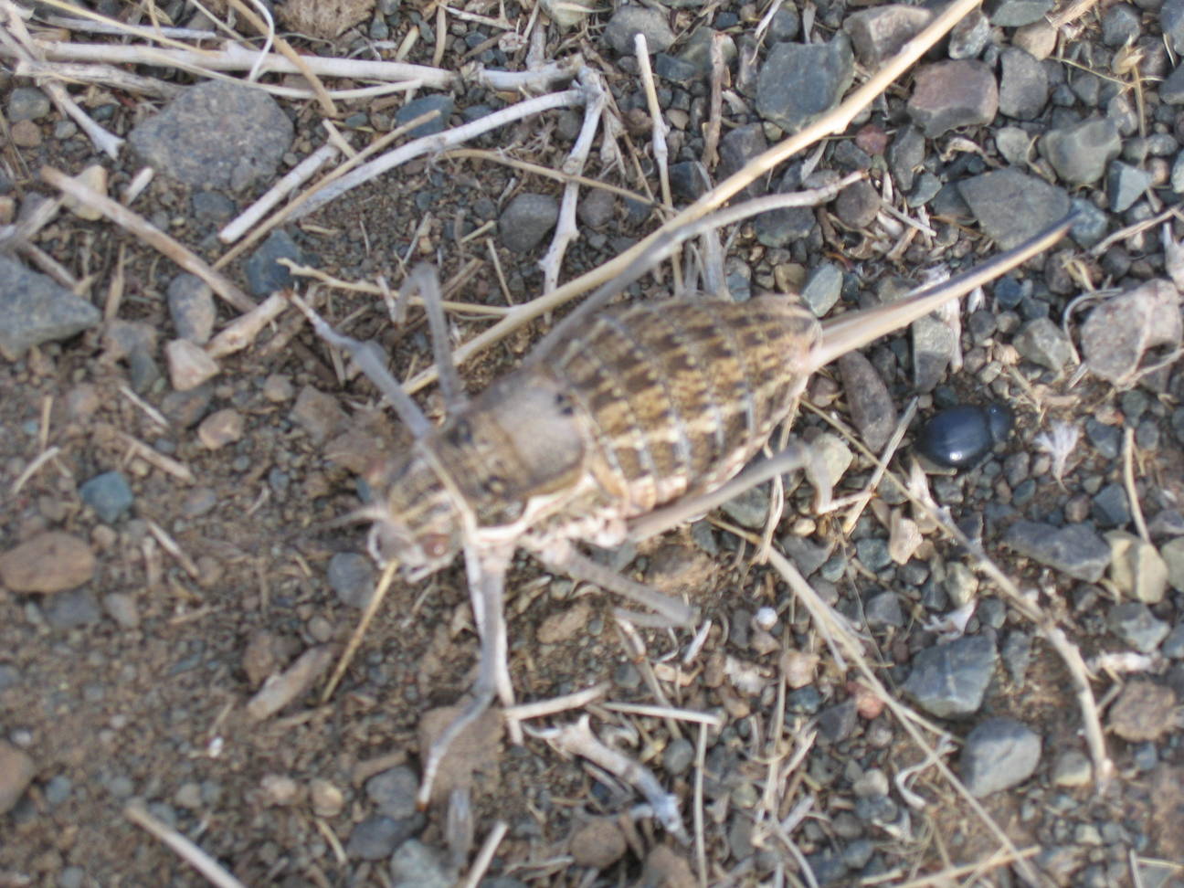 Fahrt Camp Desert Gobi 24