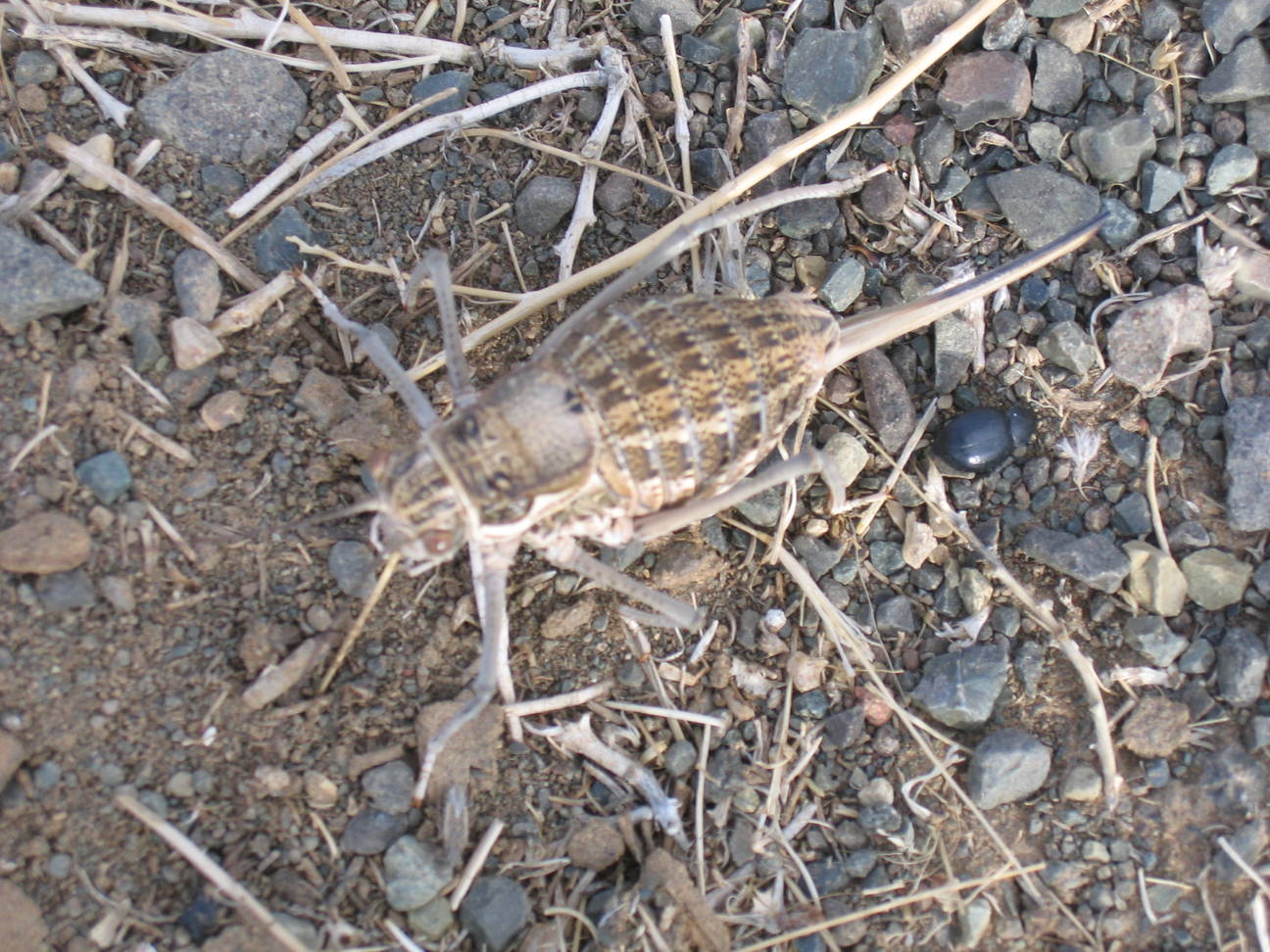 Fahrt Camp Desert Gobi 25