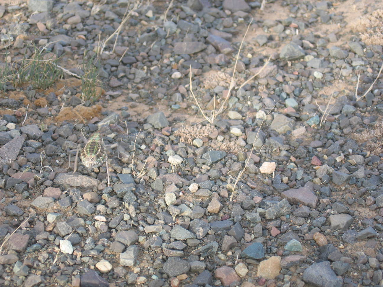 Fahrt Camp Desert Gobi 27