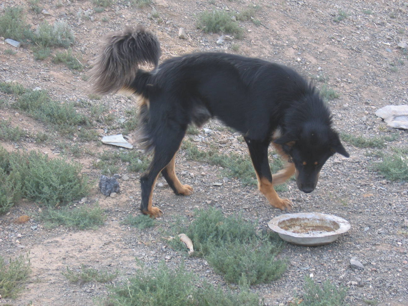 Camp Desert Gobi 12