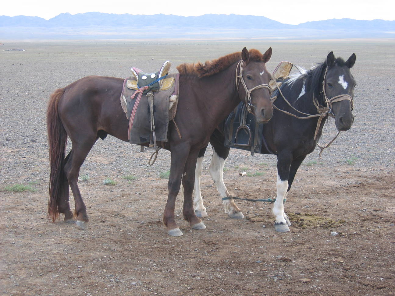 Camp Desert Gobi 13