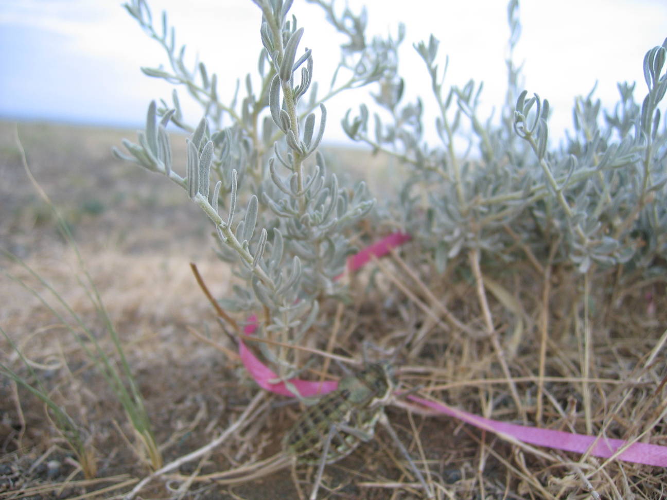 Camp Desert Gobi 19