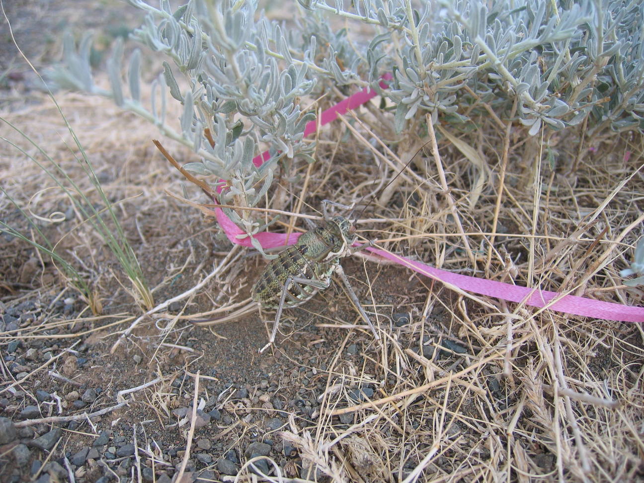 Camp Desert Gobi 20