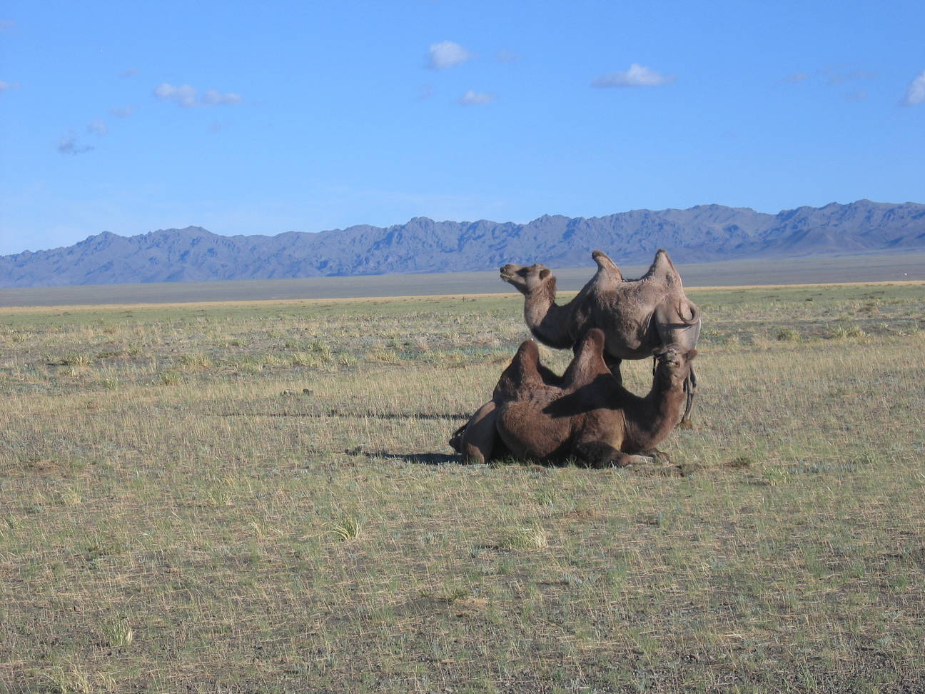 R&uuml;ckfahrt Camp Desert Gobi 59
