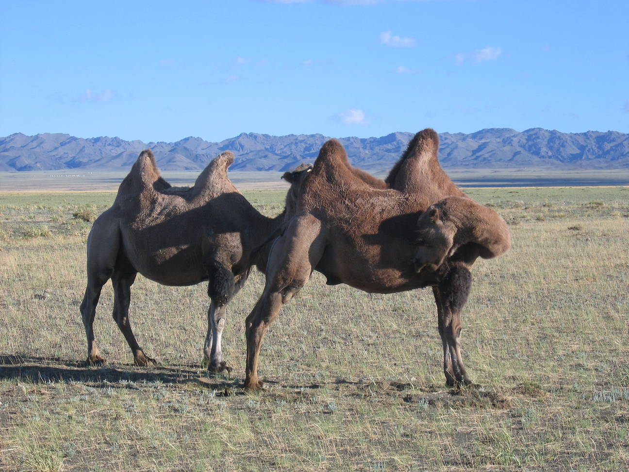 R&uuml;ckfahrt Camp Desert Gobi 60