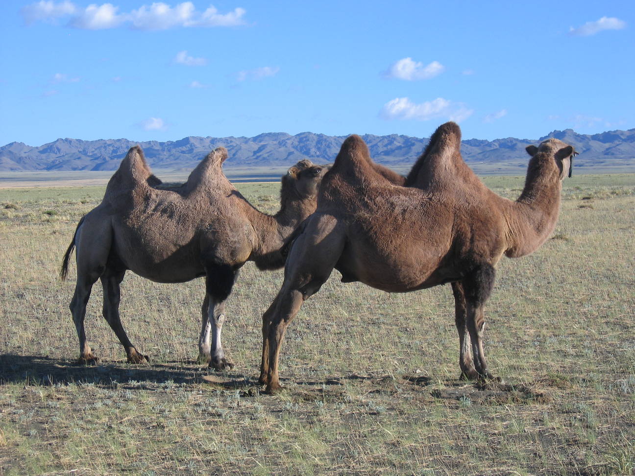 R&uuml;ckfahrt Camp Desert Gobi 61