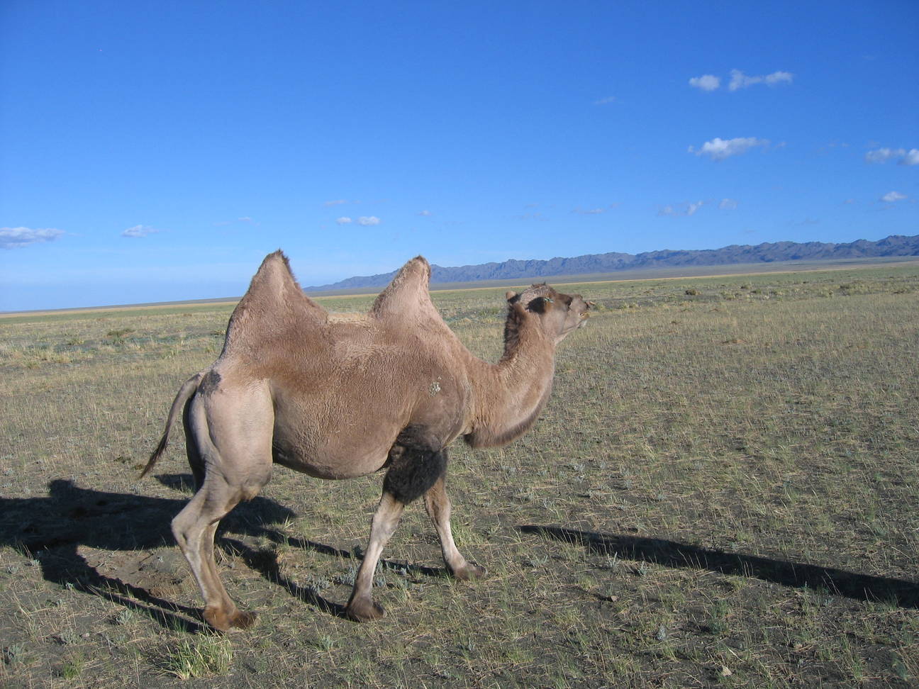 R&uuml;ckfahrt Camp Desert Gobi 62