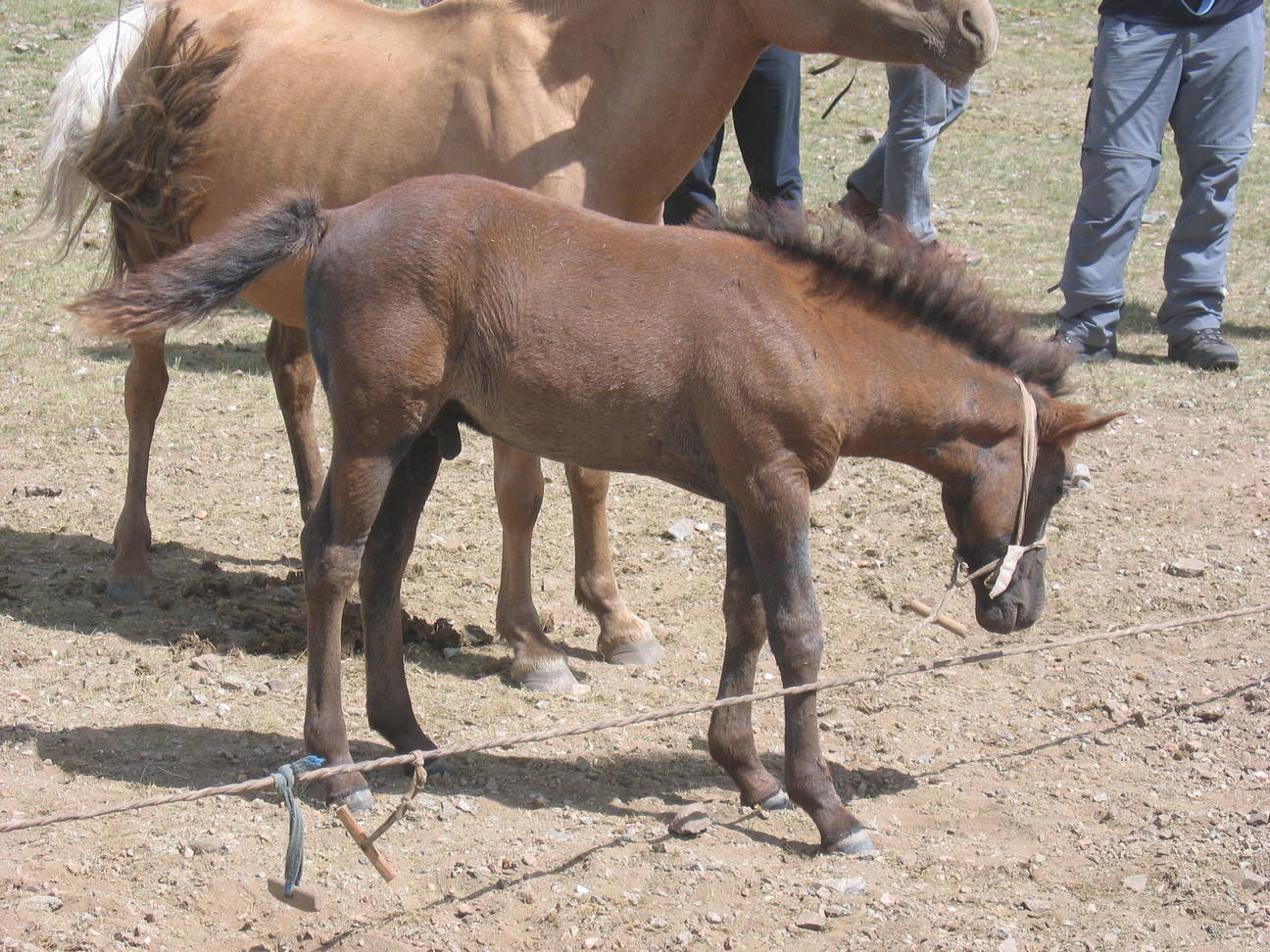 Pferdez&uuml;chter 11