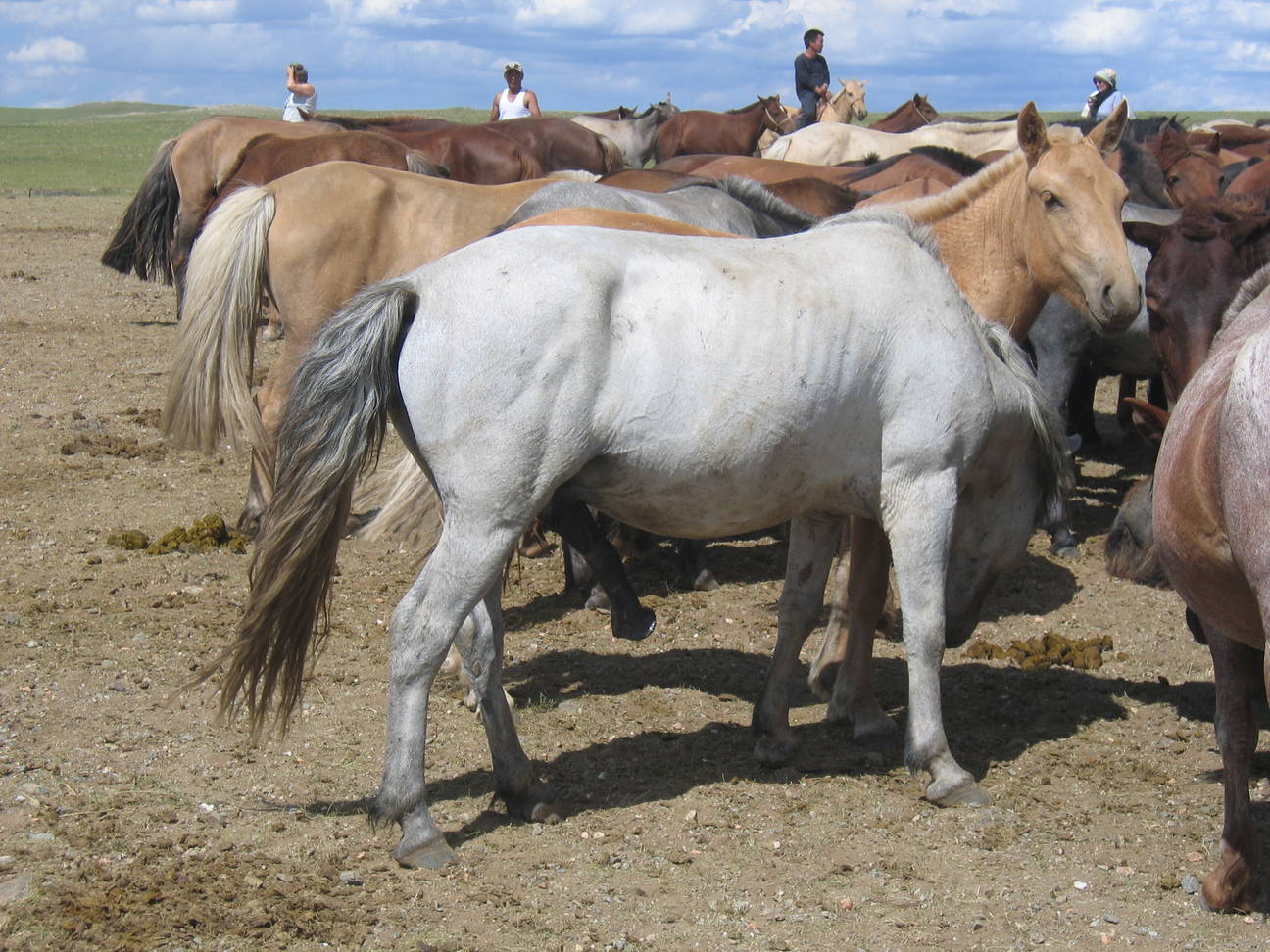 Pferdez&uuml;chter 18