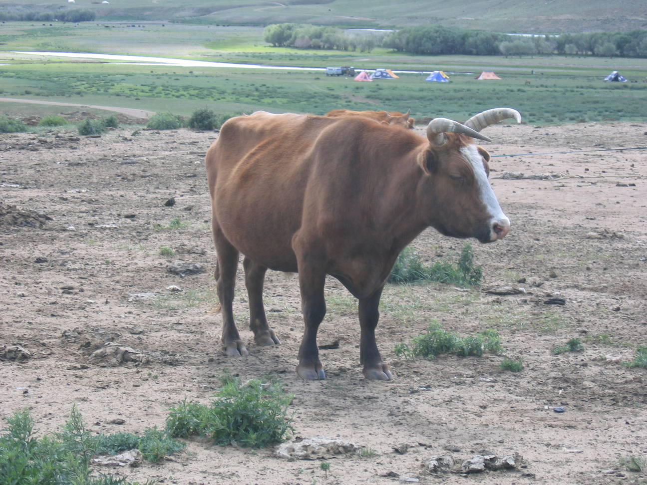 Yakz&uuml;chter 5