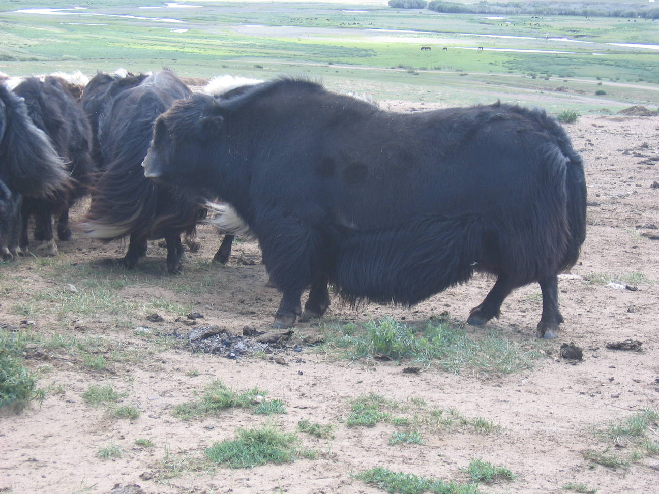 Yakz&uuml;chter 6