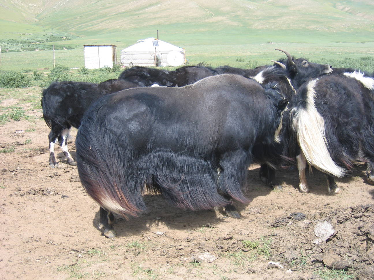 Yakz&uuml;chter 13
