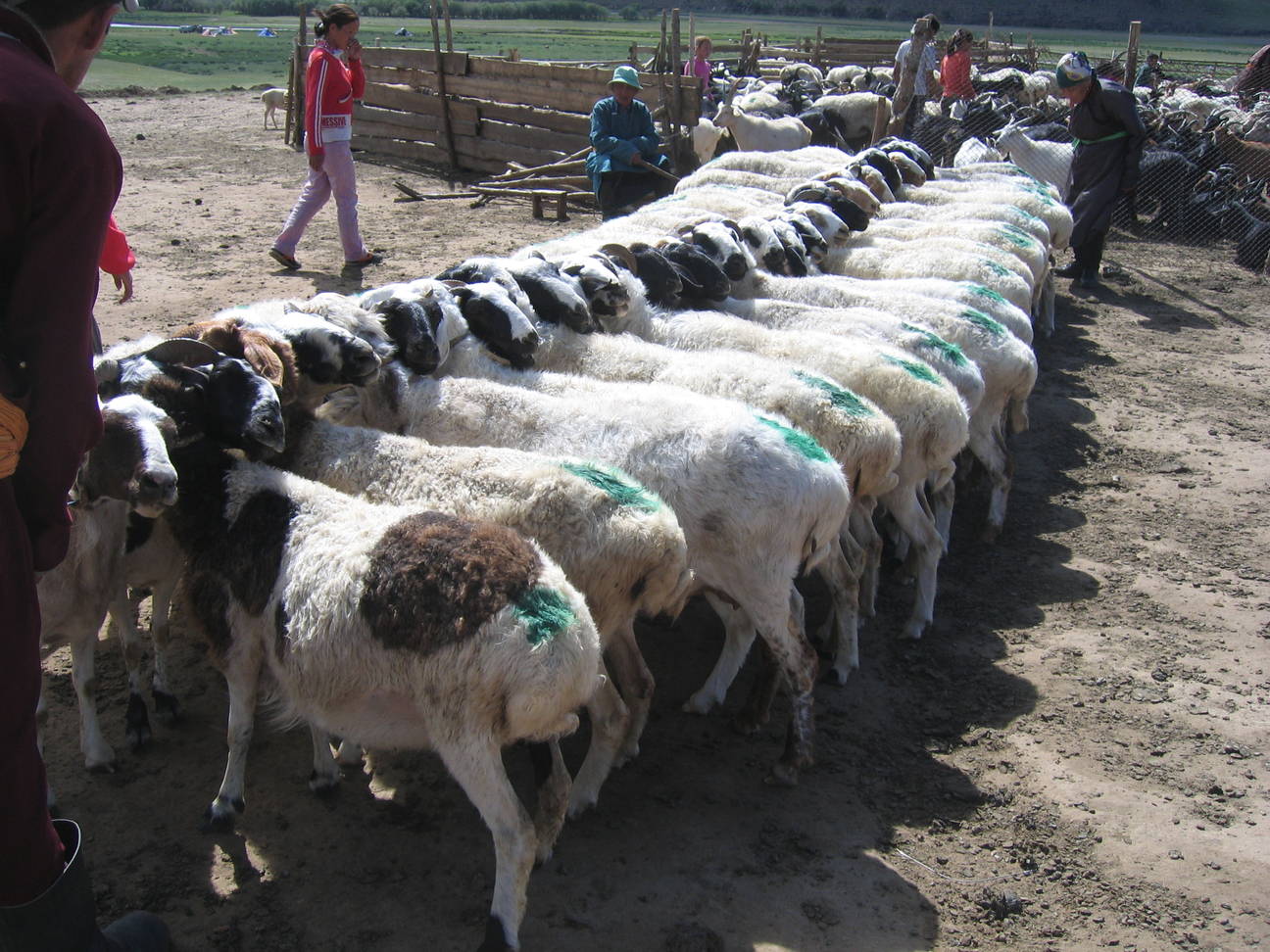 Yakz&uuml;chter 16