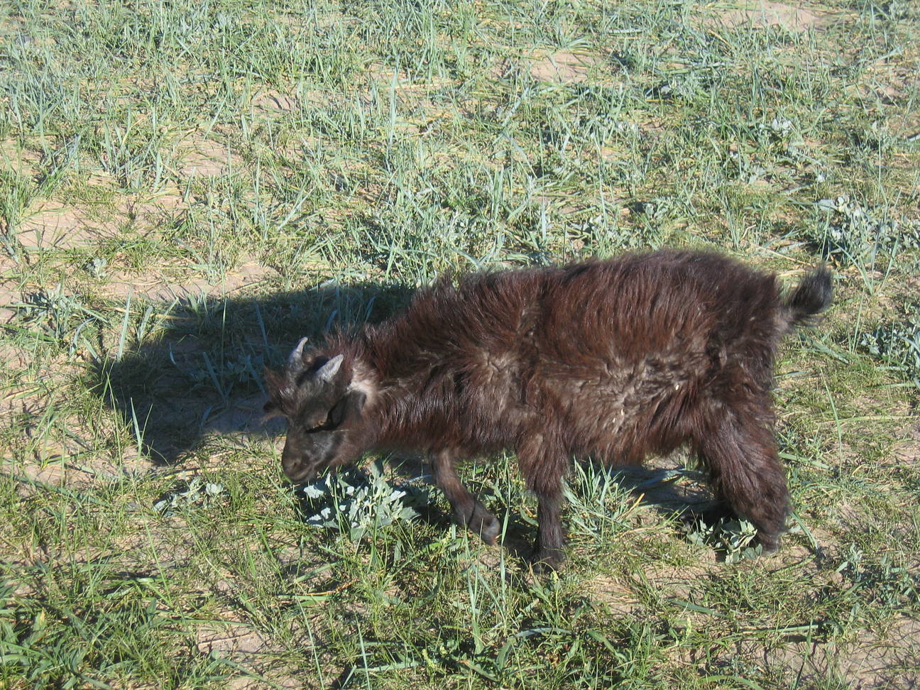 Camp Bayan Gobi  4