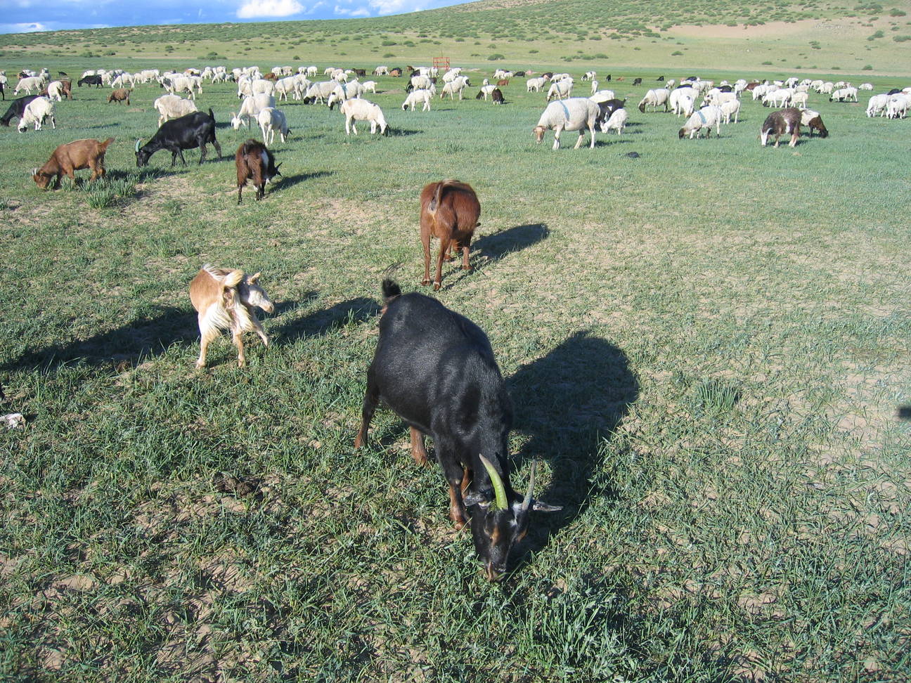 Camp Bayan Gobi  5