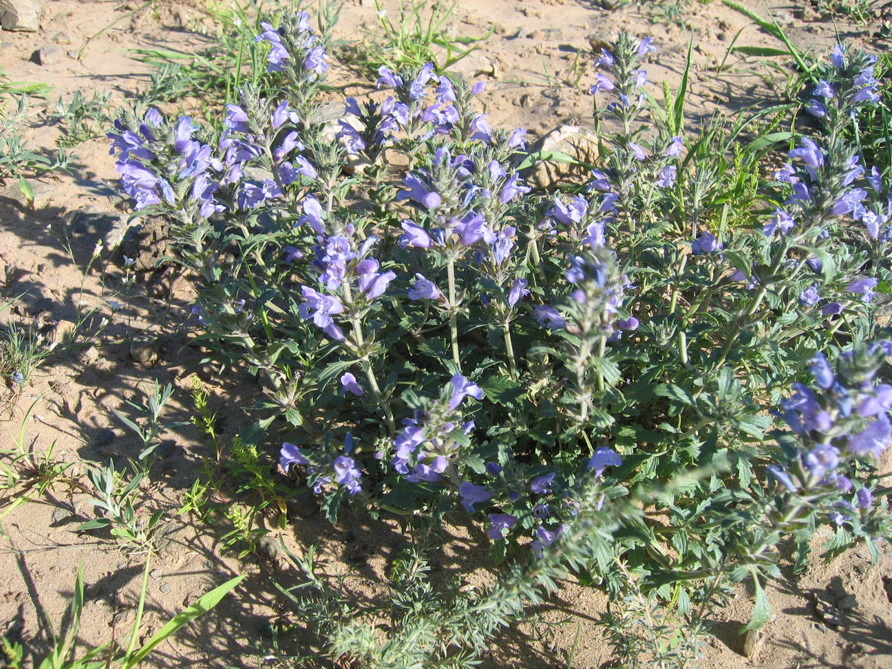 Spaziergang Camp Bayan Gobi 5