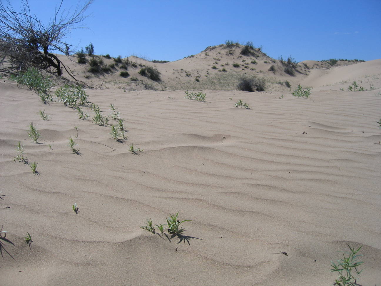 Sandd&uuml;ne Mogol els 5
