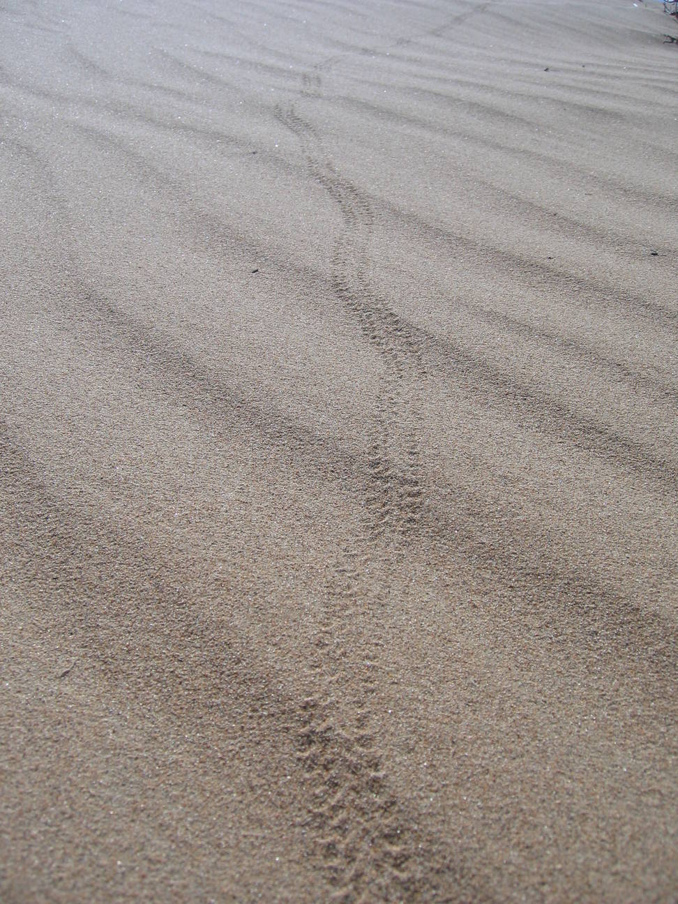 Sandd&uuml;ne Mogol els 43