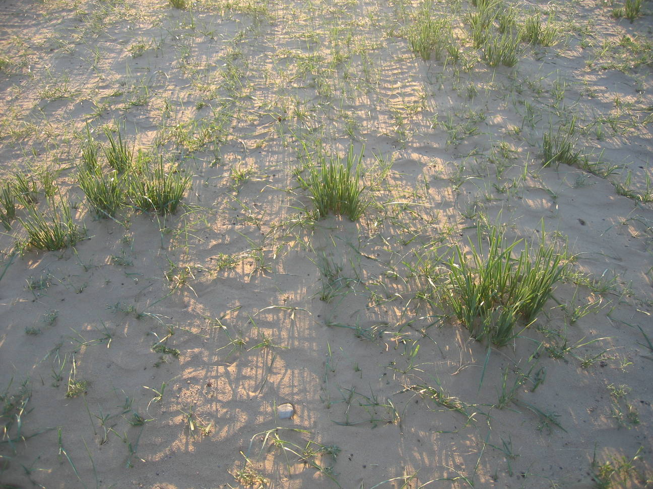 Spaziergang Sandd&uuml;ne 6