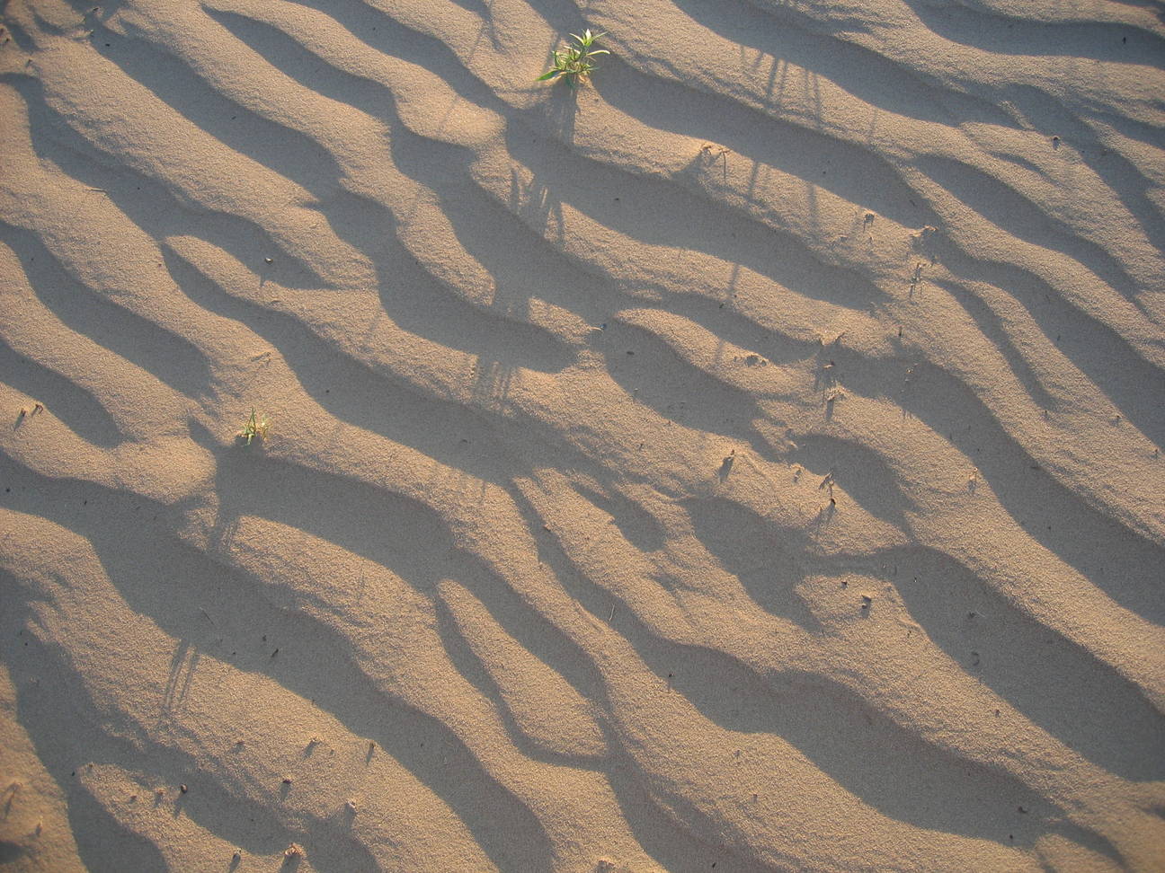 Spaziergang Sandd&uuml;ne 7