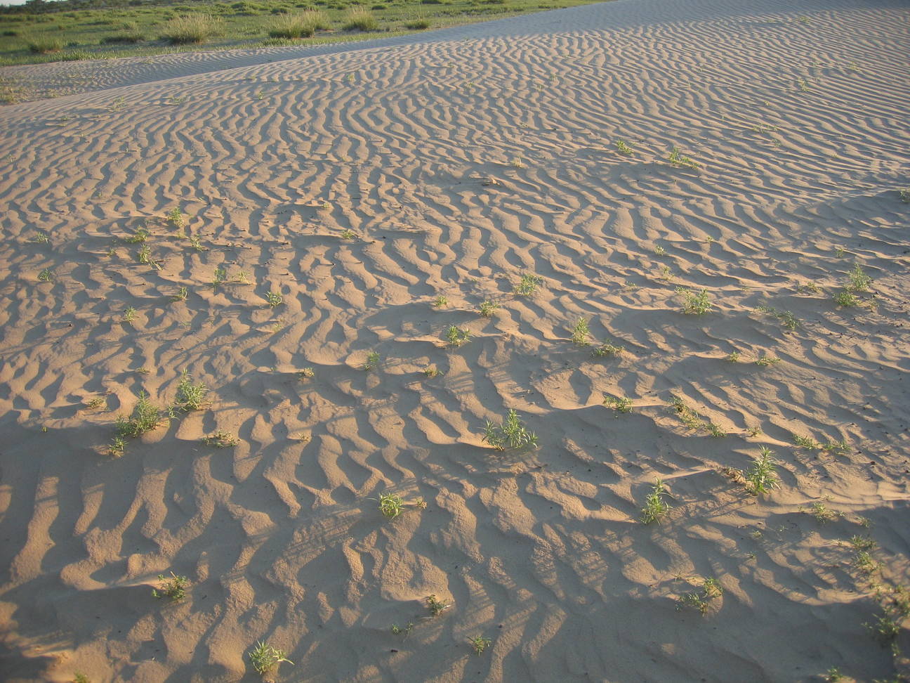 Spaziergang Sandd&uuml;ne 8